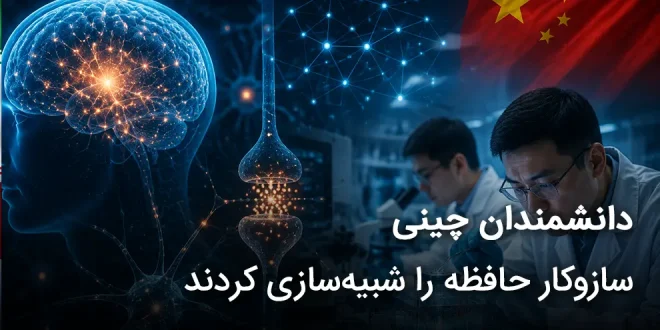 چینی سازوکار حافظه را شبیه‌سازی کردند 660x330 - دانشمندان چینی سازوکار حافظه را شبیه سازی کردند